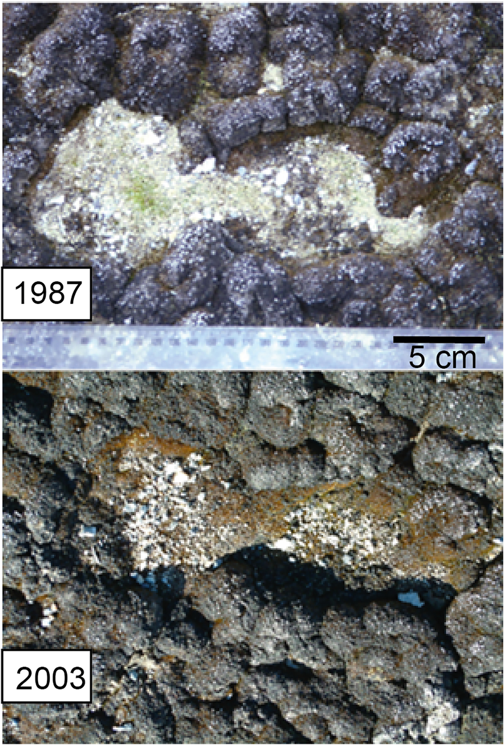 Antarctic moss bed with footprint damage