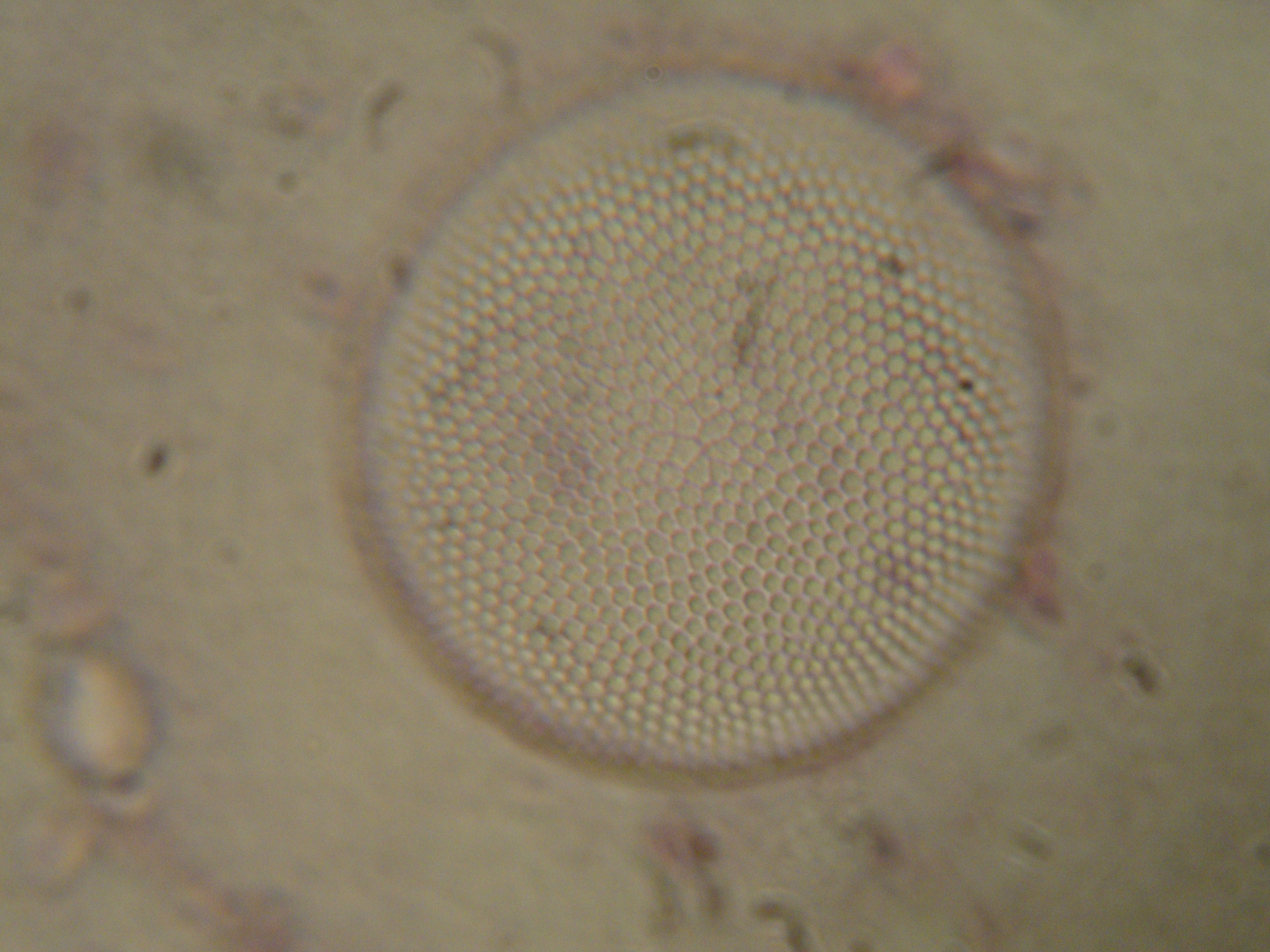 Diatoms under the microscope