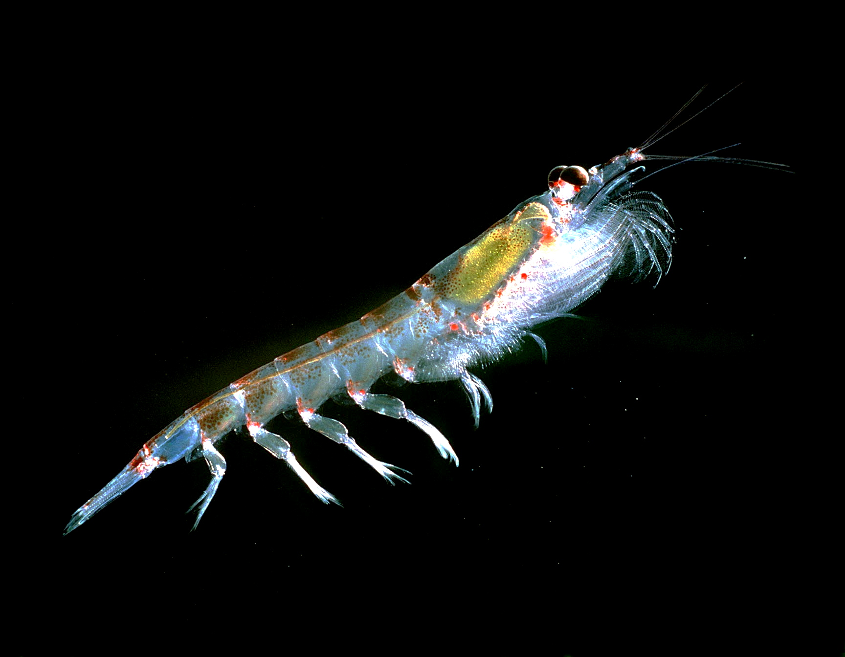Antarctic krill close-up