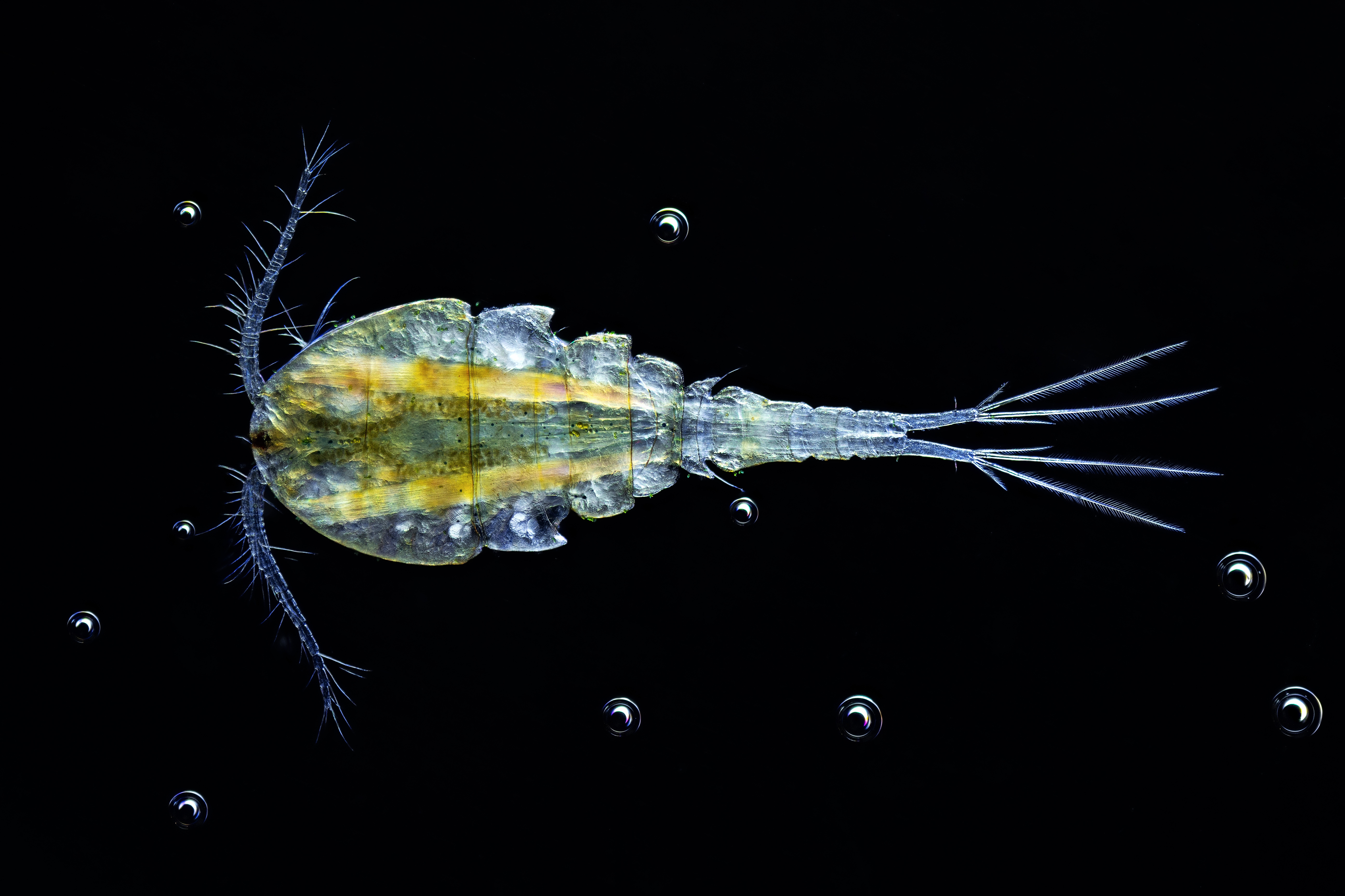 Zooplankton grazer