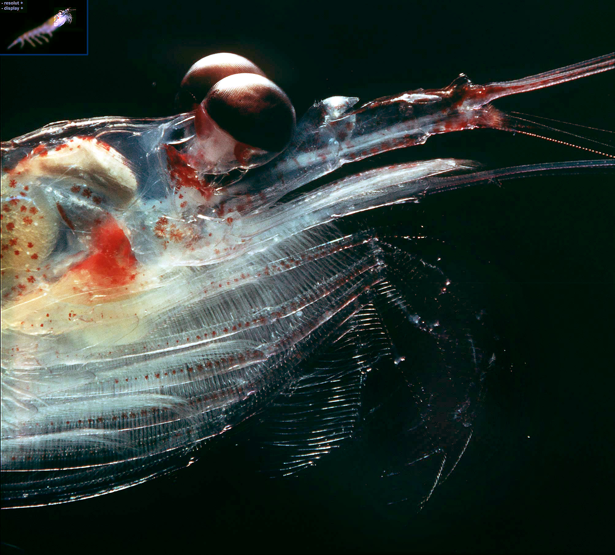 Antarctic krill head detail