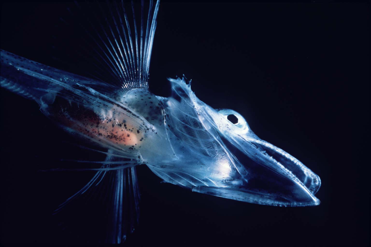 Icefish close-up