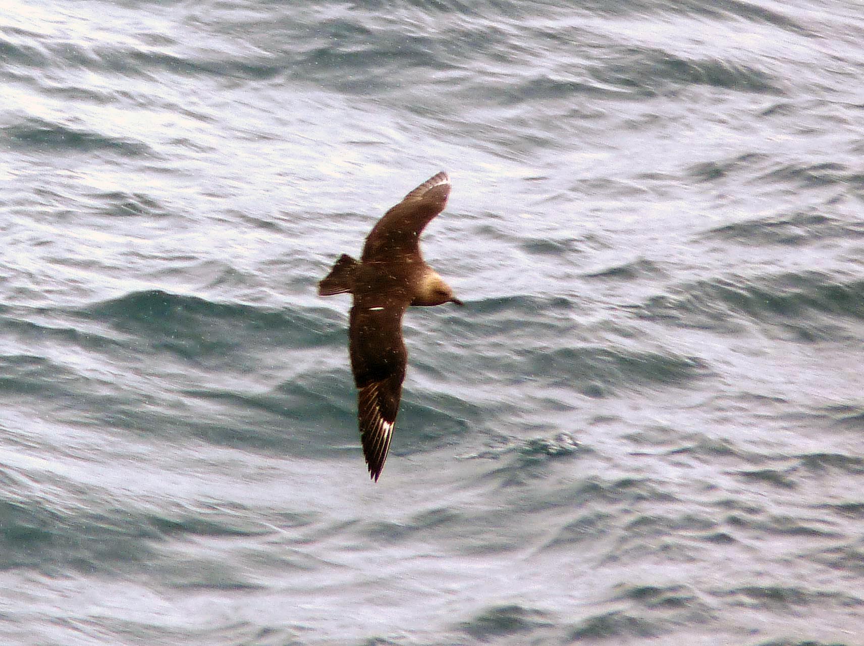 South polar skua at Half Moon Island