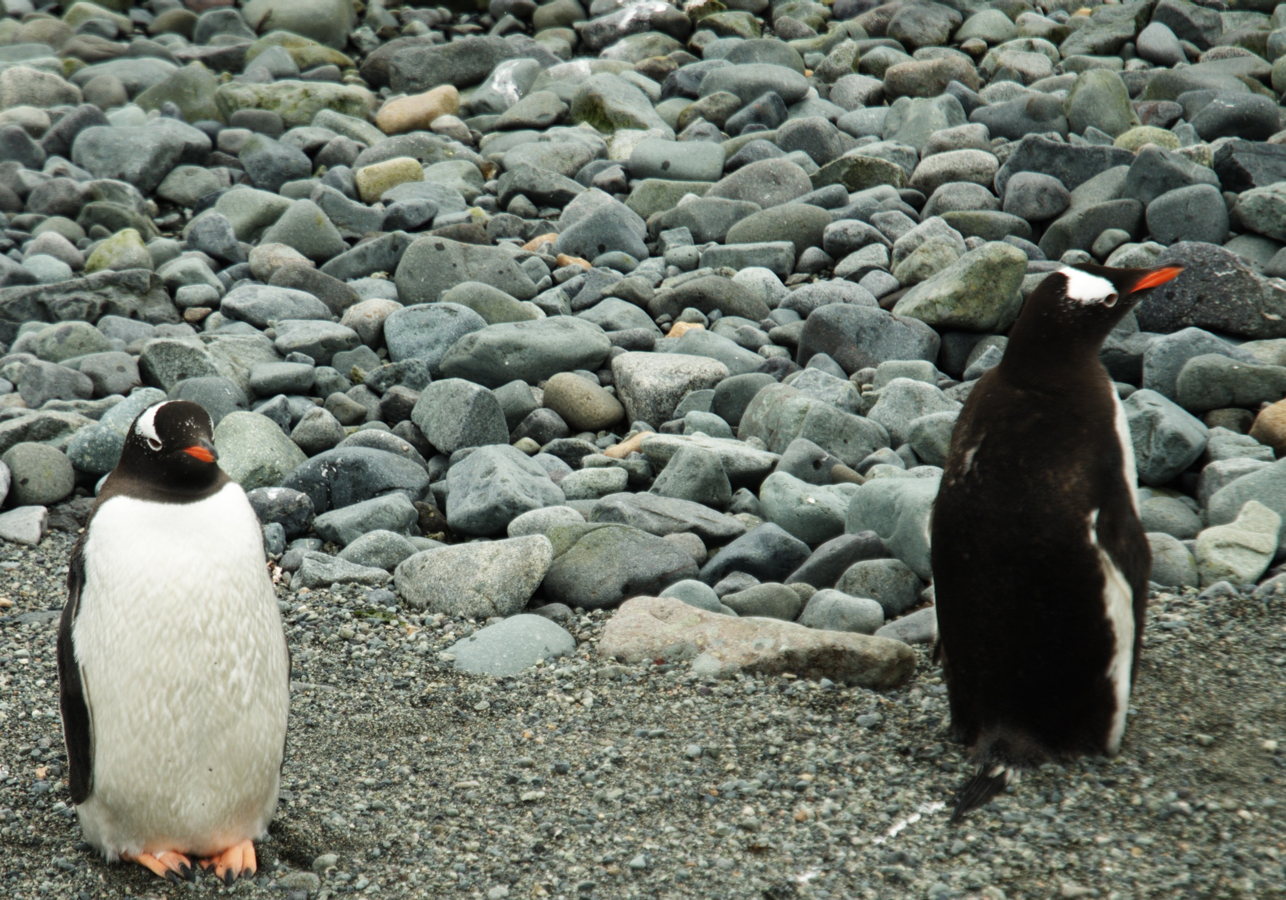 Gentoo penguins near the Weddell Sea