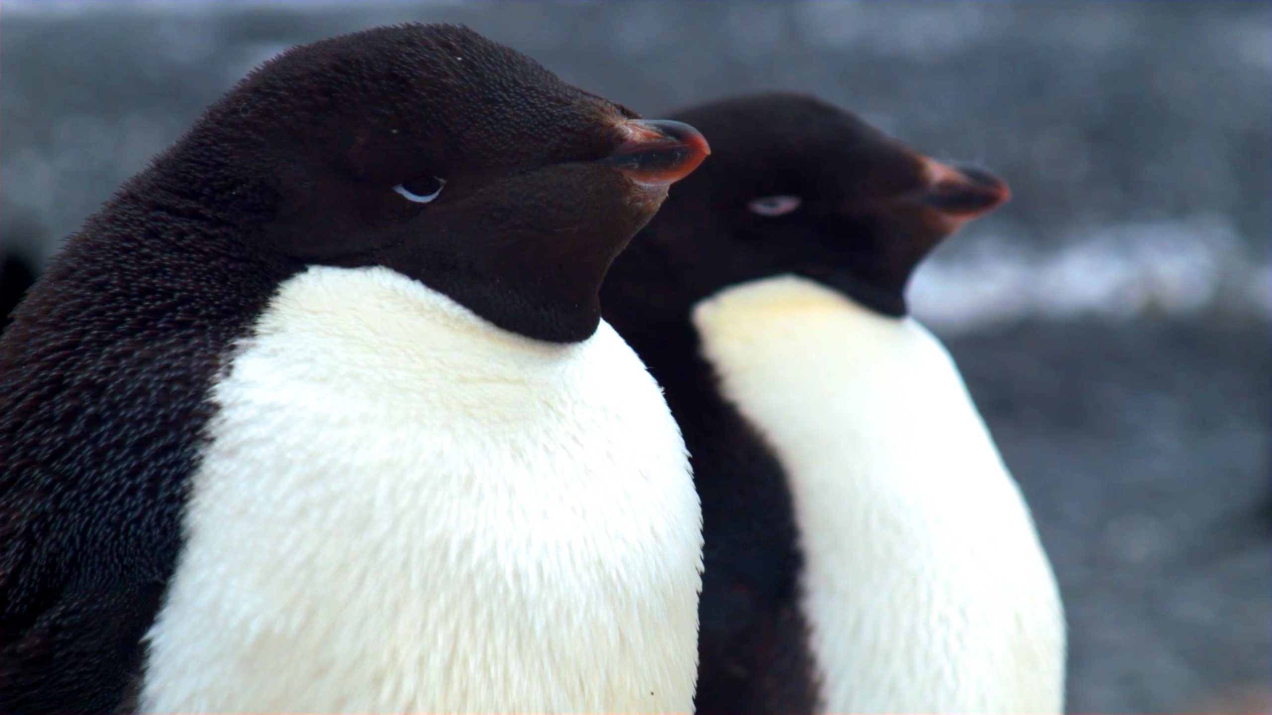 Adélie penguins on Franklin Island