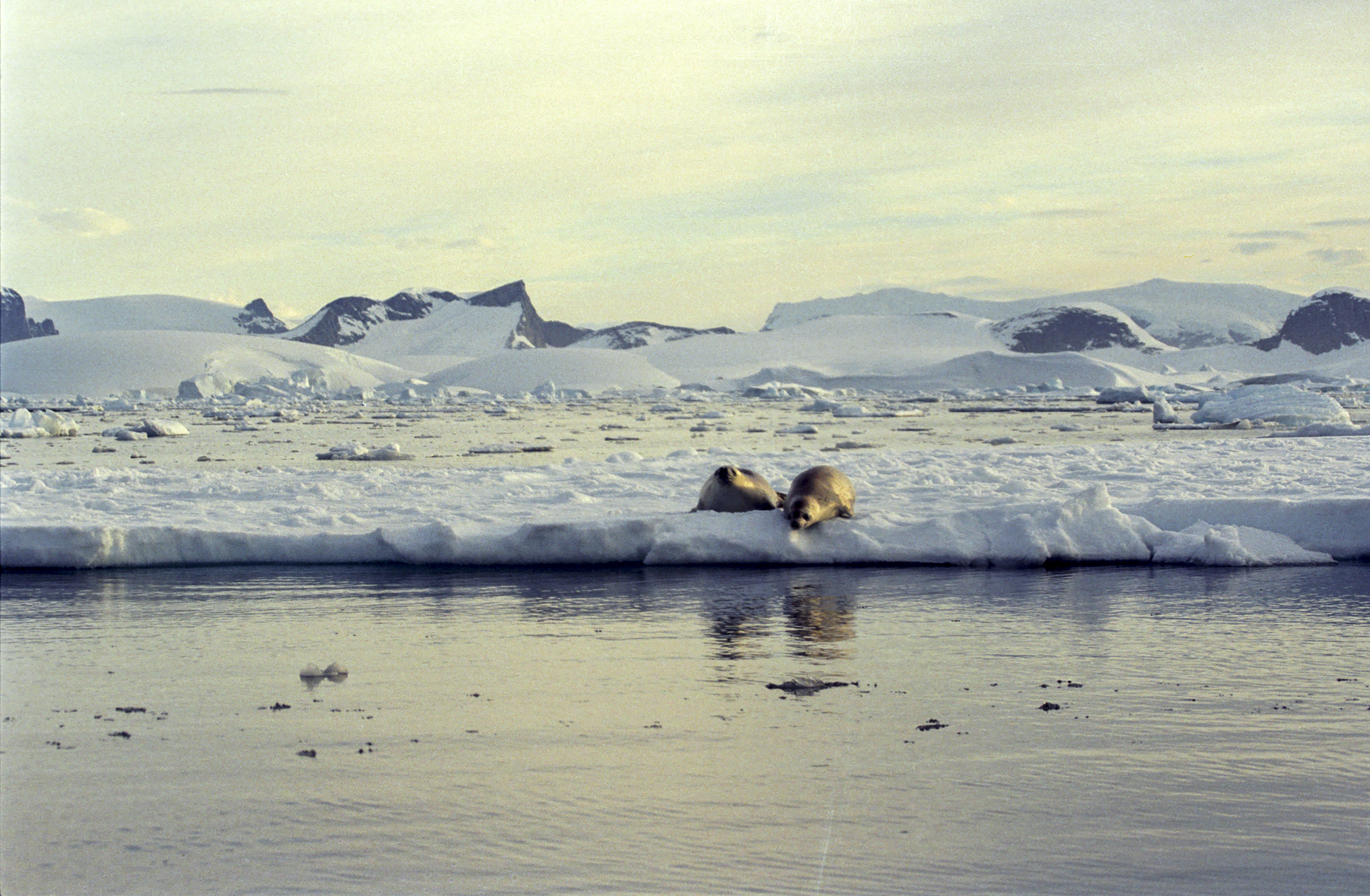 Crabeater seals on Antarctic ice