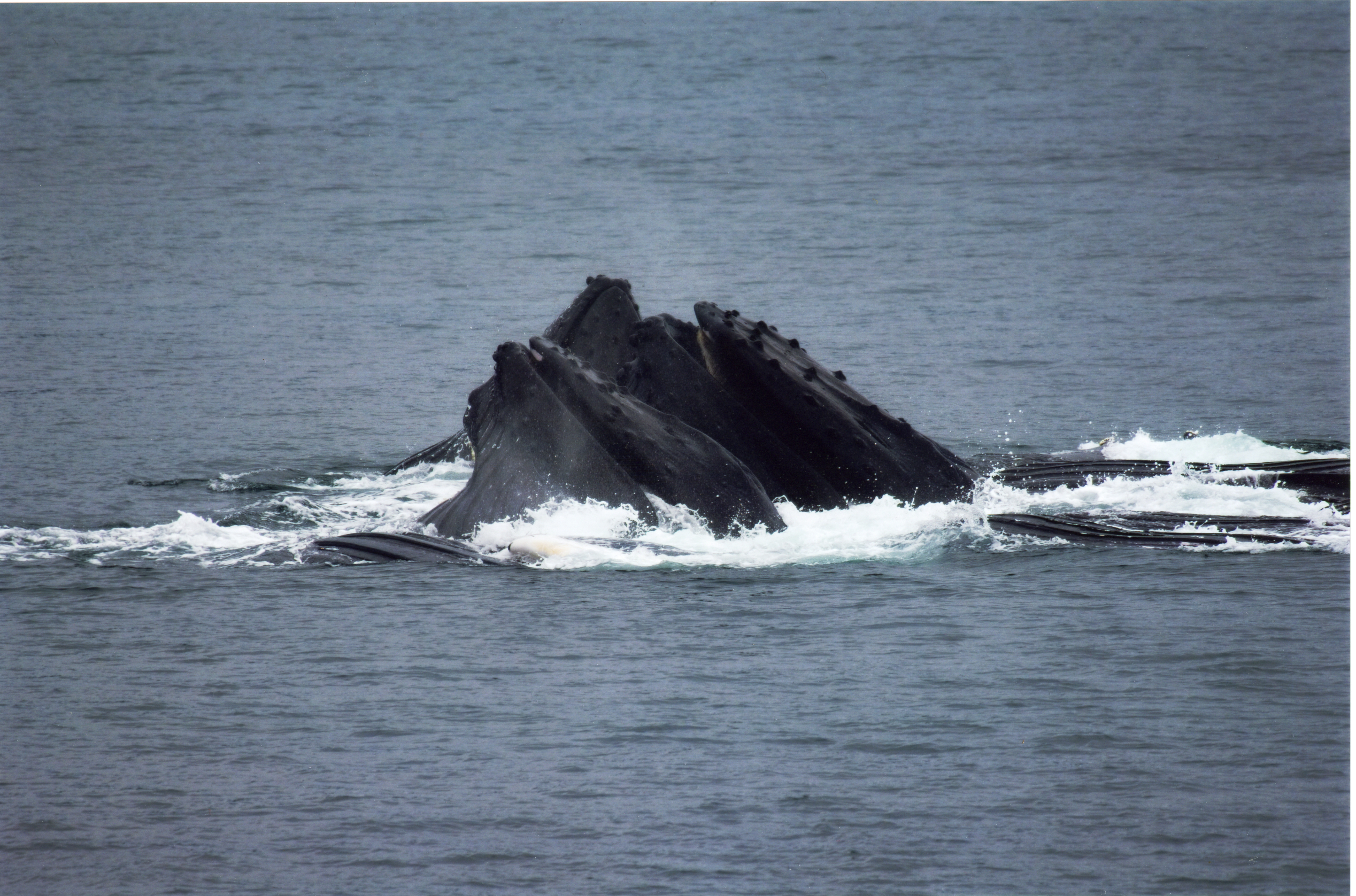 Bubble-net feeding humpback whales