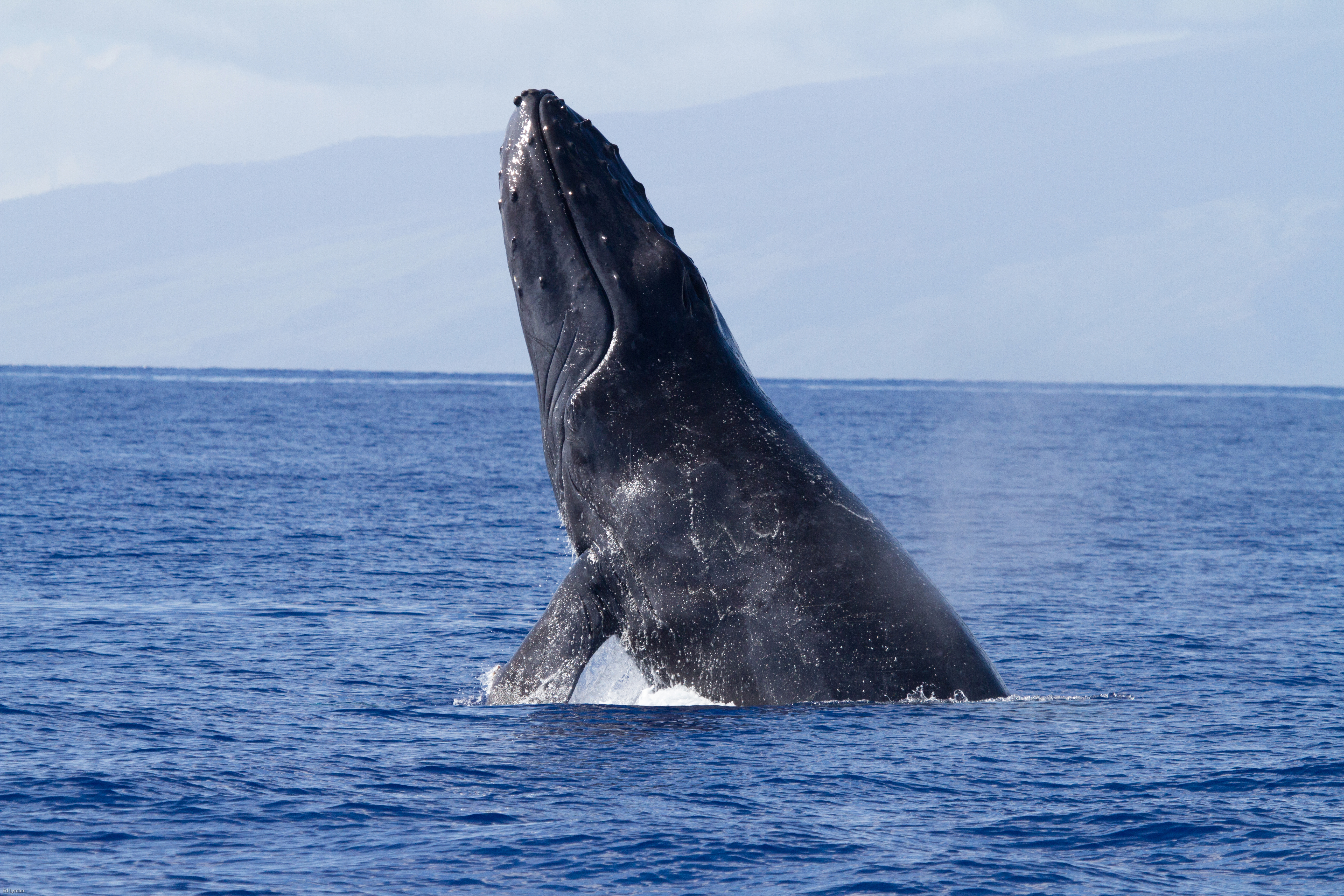 Antarctic minke whales