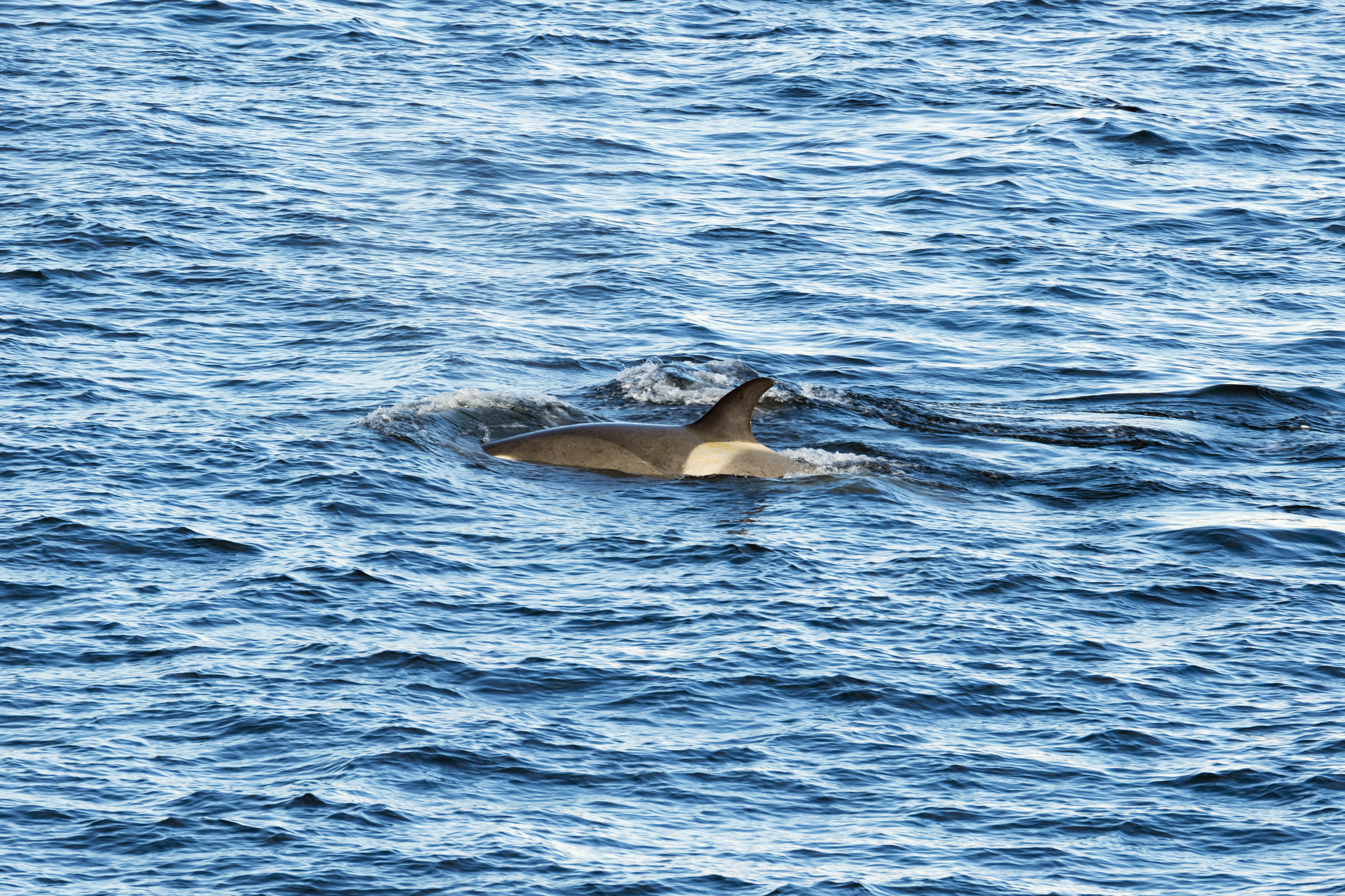 Killer whale in the Gerlache Strait